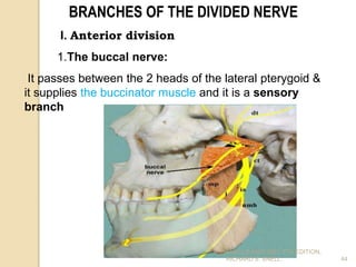 BRANCHES OF THE DIVIDED NERVE
I. Anterior division
1.The buccal nerve:
It passes between the 2 heads of the lateral pterygoid &
it supplies the buccinator muscle and it is a sensory
branch
44
SNELL’S ANATOMY, 7TH EDITION,
RICHARD S. SNELL.
 