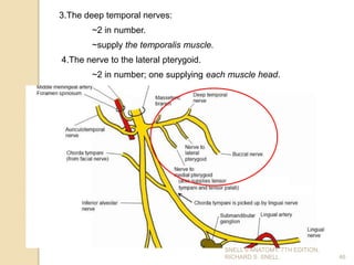 46
3.The deep temporal nerves:
~2 in number.
~supply the temporalis muscle.
4.The nerve to the lateral pterygoid.
~2 in number; one supplying each muscle head.
SNELL’S ANATOMY, 7TH EDITION,
RICHARD S. SNELL.
 