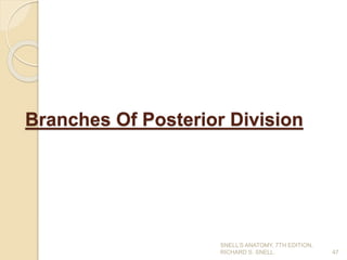 Branches Of Posterior Division
47
SNELL’S ANATOMY, 7TH EDITION,
RICHARD S. SNELL.
 