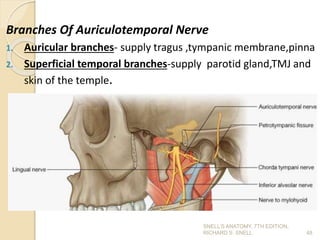 Branches Of Auriculotemporal Nerve
1. Auricular branches- supply tragus ,tympanic membrane,pinna
2. Superficial temporal branches-supply parotid gland,TMJ and
skin of the temple.
48
SNELL’S ANATOMY, 7TH EDITION,
RICHARD S. SNELL.
 