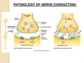 5
PHYSIOLOGY OF NERVE CONDUCTION:
.
 