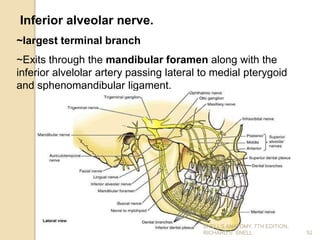 Inferior alveolar nerve.
~largest terminal branch
~Exits through the mandibular foramen along with the
inferior alvelolar artery passing lateral to medial pterygoid
and sphenomandibular ligament.
52
SNELL’S ANATOMY, 7TH EDITION,
RICHARD S. SNELL.
 