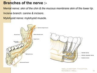 Branches of the nerve :-
Mental nerve: skin of the chin & the mucous membrane skin of the lower lip.
Incisive branch: canine & incisors.
Mylohyoid nerve: mylohyoid muscle.
53
SNELL’S ANATOMY, 7TH EDITION,
RICHARD S. SNELL.
 
