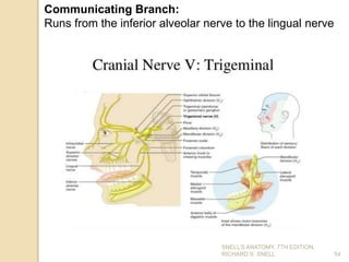 54
Communicating Branch:
Runs from the inferior alveolar nerve to the lingual nerve
SNELL’S ANATOMY, 7TH EDITION,
RICHARD S. SNELL.
 