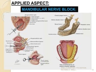 55
APPLIED ASPECT:
MANDIBULAR NERVE BLOCK:
SNELL’S ANATOMY, 7TH EDITION,
RICHARD S. SNELL.
 