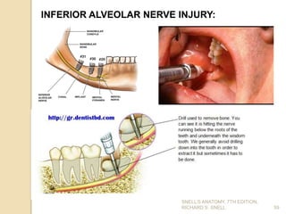 59
INFERIOR ALVEOLAR NERVE INJURY:
SNELL’S ANATOMY, 7TH EDITION,
RICHARD S. SNELL.
 