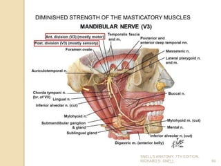 SNELL’S ANATOMY, 7TH EDITION,
RICHARD S. SNELL. 60
DIMINISHED STRENGTH OF THE MASTICATORY MUSCLES
 