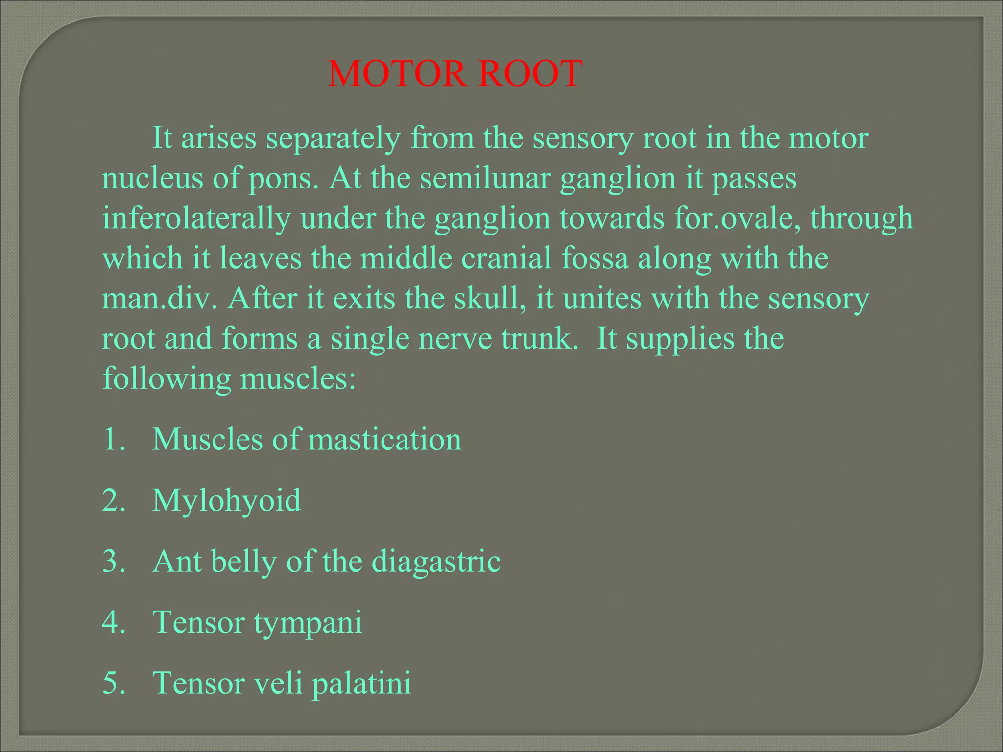 MOTOR ROOT
It arises separately from the sensory root in the motor
nucleus of pons. At the semilunar ganglion it passes
inferolaterally under the ganglion towards for.ovale, through
which it leaves the middle cranial fossa along with the
man.div. After it exits the skull, it unites with the sensory
root and forms a single nerve trunk. It supplies the
following muscles:
1. Muscles of mastication
2. Mylohyoid
3. Ant belly of the diagastric
4. Tensor tympani
5. Tensor veli palatini
 