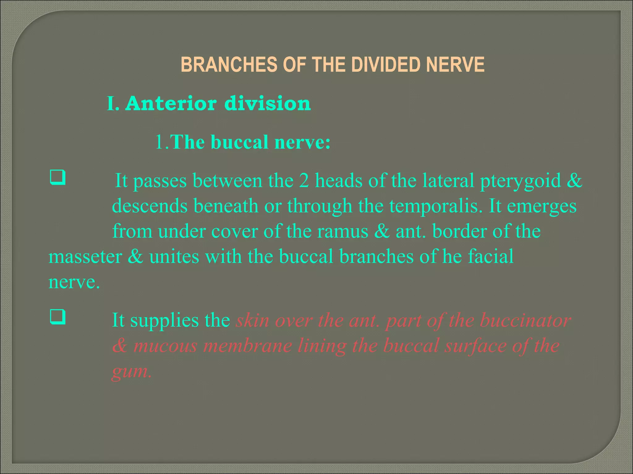 BRANCHES OF THE DIVIDED NERVE
I. Anterior division
1.The buccal nerve:
 It passes between the 2 heads of the lateral pterygoid &
descends beneath or through the temporalis. It emerges
from under cover of the ramus & ant. border of the
masseter & unites with the buccal branches of he facial
nerve.
 It supplies the skin over the ant. part of the buccinator
& mucous membrane lining the buccal surface of the
gum.
 