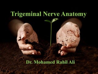 Trigeminal Nerve Anatomy
Dr. Mohamed Rahil Ali
 