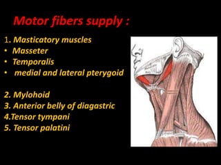 Motor fibers supply :
1. Masticatory muscles
• Masseter
• Temporalis
• medial and lateral pterygoid
2. Mylohoid
3. Anterior belly of diagastric
4.Tensor tympani
5. Tensor palatini
 