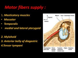Motor fibers supply :
1. Masticatory muscles
• Masseter
• Temporalis
• medial and lateral pterygoid
2. Mylohoid
3. Anterior belly of diagastric
4.Tensor tympani
 