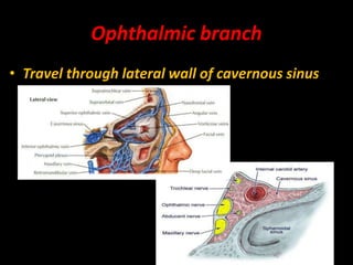 Ophthalmic branch
• Travel through lateral wall of cavernous sinus
 