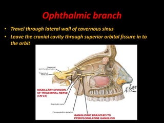 Ophthalmic branch
• Travel through lateral wall of cavernous sinus
• Leave the cranial cavity through superior orbital fissure in to
the orbit
 