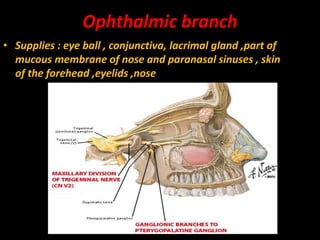 Ophthalmic branch
• Supplies : eye ball , conjunctiva, lacrimal gland ,part of
mucous membrane of nose and paranasal sinuses , skin
of the forehead ,eyelids ,nose
 