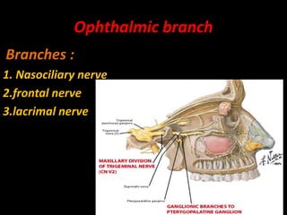 Ophthalmic branch
Branches :
1. Nasociliary nerve
2.frontal nerve
3.lacrimal nerve
 
