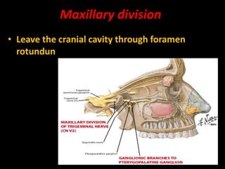 Maxillary division
• Leave the cranial cavity through foramen
rotundun
 