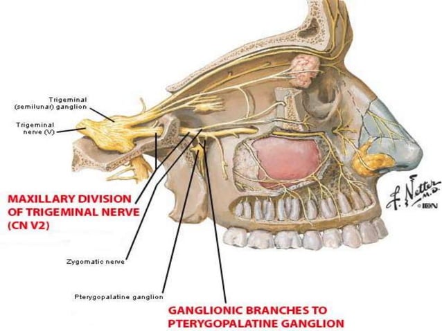 Trigeminal nerve anatomy | PPTX | Ear, Nose and Throat Conditions ...