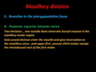 II . Branches in the pterygopalatine fossa
B. Posterior superior alveolar nerve
Two divisions , one outside bone innervate buccal mucosa in the
maxillary molar region
And second division enter the maxilla and give innervation to
the maxillary sinus , and upper first ,second ,third molars except
the mesiobuccal root of the first molar
Maxillary division
 