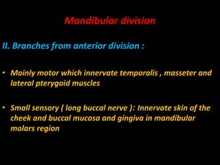 II. Branches from anterior division :
• Mainly motor which innervate temporalis , masseter and
lateral pterygoid muscles
• Small sensory ( long buccal nerve ): Innervate skin of the
cheek and buccal mucosa and gingiva in mandibular
molars region
Mandibular division
 
