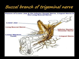Buccal branch of trigeminal nerve
 