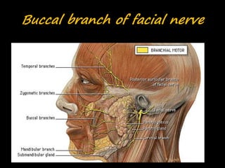 Buccal branch of facial nerve
 