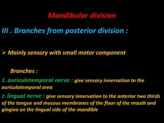 III . Branches from posterior division :
 Mainly sensory with small motor component
Branches :
1. auriculotemporal nerve : give sensory innervation to the
auriculotemporal area
2. lingual nerve : give sensory innervation to the anterior two thirds
of the tongue and mucous membranes of the floor of the mouth and
gingiva on the lingual side of the mandible
Mandibular division
 