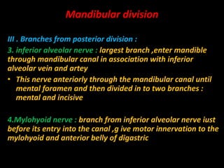 III . Branches from posterior division :
3. inferior alveolar nerve : largest branch ,enter mandible
through mandibular canal in association with inferior
alveolar vein and artey
• This nerve anteriorly through the mandibular canal until
mental foramen and then divided in to two branches :
mental and incisive
4.Mylohyoid nerve : branch from inferior alveolar nerve iust
before its entry into the canal ,g ive motor innervation to the
mylohyoid and anterior belly of digastric
Mandibular division
 