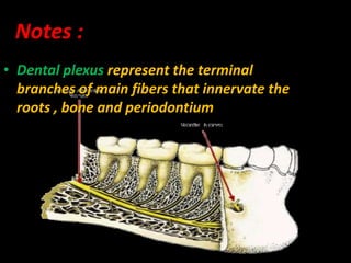 Notes :
• Dental plexus represent the terminal
branches of main fibers that innervate the
roots , bone and periodontium
 