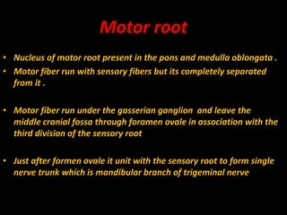 Motor root
• Nucleus of motor root present in the pons and medulla oblongata .
• Motor fiber run with sensory fibers but its completely separated
from it .
• Motor fiber run under the gasserian ganglion and leave the
middle cranial fossa through foramen ovale in association with the
third division of the sensory root
• Just after formen ovale it unit with the sensory root to form single
nerve trunk which is mandibular branch of trigeminal nerve
 