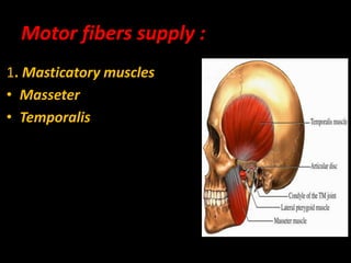 Motor fibers supply :
1. Masticatory muscles
• Masseter
• Temporalis
 