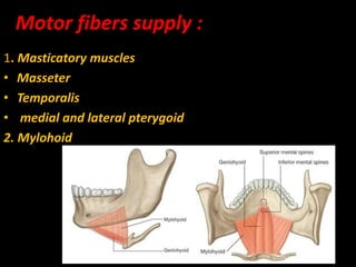 Motor fibers supply :
1. Masticatory muscles
• Masseter
• Temporalis
• medial and lateral pterygoid
2. Mylohoid
 