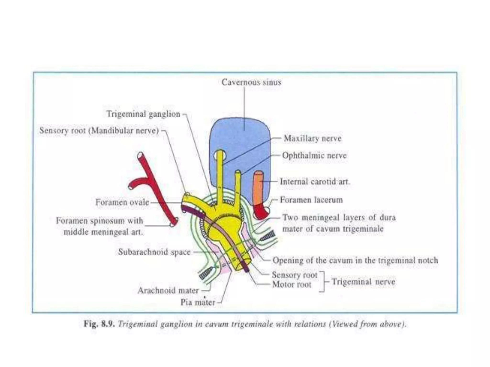 Trigeminal nerve and its applied anatomy | PPTX