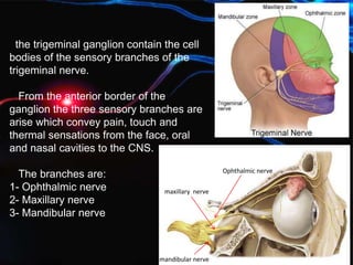 the trigeminal ganglion contain the cell
bodies of the sensory branches of the
trigeminal nerve.
From the anterior border of the
ganglion the three sensory branches are
arise which convey pain, touch and
thermal sensations from the face, oral
and nasal cavities to the CNS.
The branches are:
1- Ophthalmic nerve
2- Maxillary nerve
3- Mandibular nerve
Ophthalmic nerve
maxillary nerve
mandibular nerve
 