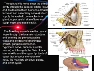 The ophthalmic nerve enter the orbital
cavity through the superior orbital fissure
and divides into three branches (frontal,
lacrimal, and nasociliary nerves) which
supply the eyeball, cornea, lacrimal
gland, upper eyelid, skin of forehead,
scalp, nose, and nasal cavity.
The Maxillary nerve leave the cranial
fosse through the foramen rotundum,
and entering the pterygopalatine
fossa and divides into (meningeal
branch, ganglionic branches,
zygomatic nerve, superior alveolar
nerves) which supply the Skin of face
over maxilla and the upper lip, teeth of
upper jaw, mucous membrane of
nose, the maxillary air sinus, palate,
and lower eyelid.
 