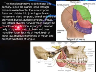 The mandibular nerve is both motor and
sensory, leave the cranial fossa through
foramen ovale to enter the infratemporal
fossa and divides into (meningeal branch,
masseteric, deep temporal, lateral and medial
pterygoid, buccal, auriculotemporal, lingual,
and inferior alveolar nerves) which supply the
muscles of mastication, mylohyoid, anterior
belly of digastric, skin of cheek and over
mandible, lower lip, side of head, teeth of
lower jaw, mucous membrane of mouth and
anterior two thirds of tongue
 