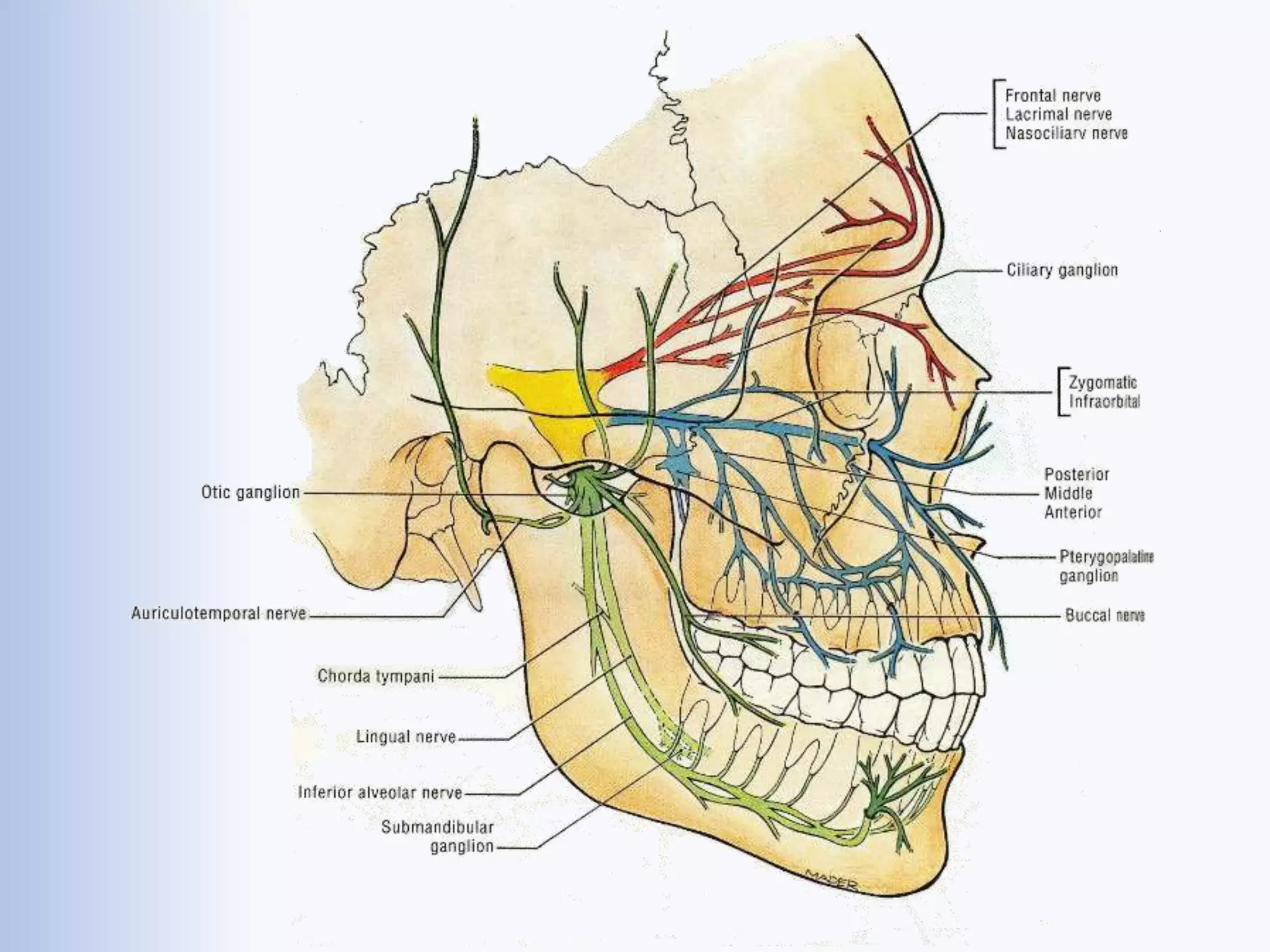 Trigeminal Nerve Its Applied Anatomy pptx