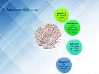  Anatomic Relations:
Superiorly
by lingual
nerve
Laterally by
the
superficial
portion of the
SM gland
Inferiorly
by the deep
part of the
SM gland
•Medially by
the
hyoglossus
muscle
 