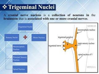 Trigeminal Nuclei
A cranial nerve nucleus is a collection of neurons in the
brainstem that is associated with one or more cranial nerves.
Trigeminal Nuclei
Sensory Nuclei
Mesencephalic
Nucleus
Principal Sensory
Nucleus
Spinal Nucleus
Motor Nucleus
 