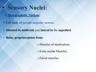  Sensory Nuclei:
i. Mesencephalic Nucleus:
• Cell body of pseudo-unipolar neuron.
• Situated in midbrain just lateral to the aqueduct.
• Relay proprioception from:
oMuscles of mastication,
oExtra ocular Muscles,
oFacial muscles.
 