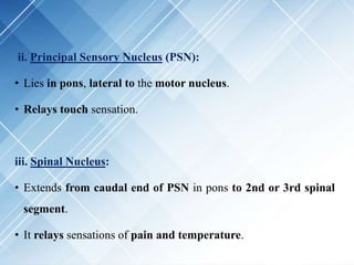 ii. Principal Sensory Nucleus (PSN):
• Lies in pons, lateral to the motor nucleus.
• Relays touch sensation.
iii. Spinal Nucleus:
• Extends from caudal end of PSN in pons to 2nd or 3rd spinal
segment.
• It relays sensations of pain and temperature.
 