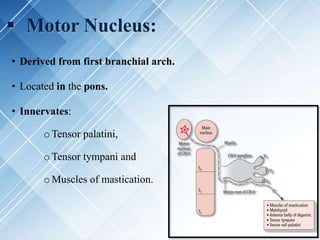  Motor Nucleus:
• Derived from first branchial arch.
• Located in the pons.
• Innervates:
o Tensor palatini,
o Tensor tympani and
o Muscles of mastication.
 
