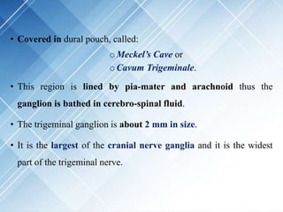• Covered in dural pouch, called:
oMeckel’s Cave or
oCavum Trigeminale.
• This region is lined by pia-mater and arachnoid thus the
ganglion is bathed in cerebro-spinal fluid.
• The trigeminal ganglion is about 2 mm in size.
• It is the largest of the cranial nerve ganglia and it is the widest
part of the trigeminal nerve.
 