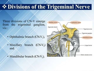 Divisions of the Trigeminal Nerve
Three divisions of CN-V emerge
from the trigeminal ganglion,
viz.:
• Ophthalmic branch (CN-V1),
• Maxillary branch (CN-V2)
and
• Mandibular branch (CN-V3).
 