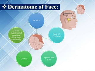 Dermatome of Face:
SCALP
Skin of
Forehead
Eyelids and
nose
Cornea
Mucus
membrane of
paranasal
sinuses and
nasal cavity
 
