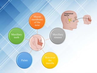 Mucus
membrane
of the
nose
Maxillary
sinuses
Skin over
the
maxilla
Palate
Maxillary
teeth
 