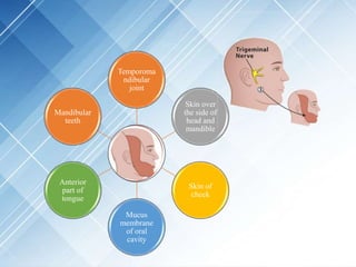 Temporoma
ndibular
joint
Skin over
the side of
head and
mandible
Skin of
cheek
Mucus
membrane
of oral
cavity
Anterior
part of
tongue
Mandibular
teeth
 