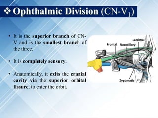Ophthalmic Division (CN-V1)
• It is the superior branch of CN-
V and is the smallest branch of
the three.
• It is completely sensory.
• Anatomically, it exits the cranial
cavity via the superior orbital
fissure, to enter the orbit.
 