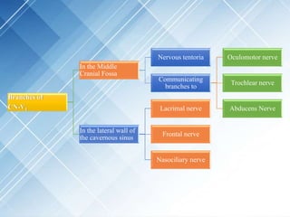 Branches of
CN-V1
In the Middle
Cranial Fossa
Nervous tentoria
Communicating
branches to
Oculomotor nerve
Trochlear nerve
Abducens Nerve
In the lateral wall of
the cavernous sinus
Lacrimal nerve
Frontal nerve
Nasociliary nerve
 