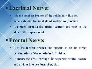  Lacrimal Nerve:
• It is the smallest branch of the ophthalmic division.
• Innervates the lacrimal gland and the conjunctiva.
• It pierces through the orbital septum and ends in the
skin of the upper eyelid.
 Frontal Nerve:
• It is the largest branch and appears to be the direct
continuation of the ophthalmic division.
• It enters the orbit through the superior orbital fissure
and divides into two branches, viz.:
 